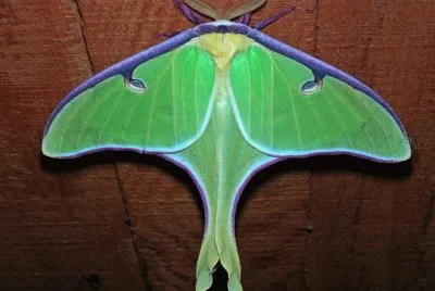 פאזל של Actis Luna - AmÃ©rica del Norte