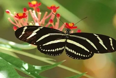 פאזל של CebraÂ Longwing - Florida