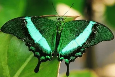 Cola de GolondrinaÂ Esmeralda - Asia