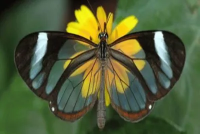 Glasswing  - AmÃ©rica Central