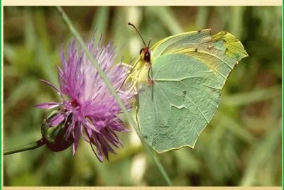 Gonepteryx cleopatraÂ - P. IbÃ©ricaÂ 