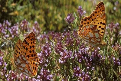 Issoria lathonia â€“ P. IbÃ©rica