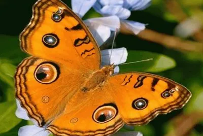 Mariposa pavo real - Asia