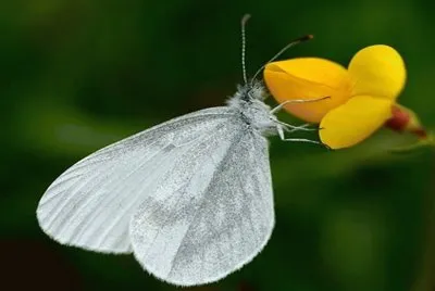 MariposaÂ deÂ madera blanca - Europa