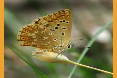 NiÃ±a andaluza - EspaÃ±a