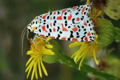 Nomeolvides - Africa,Â EuropaÂ ,Â AsiaÂ  yÂ Australia