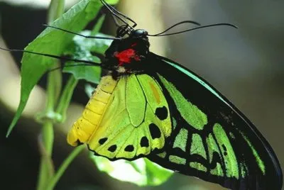Reina Alexandra - PapÃºa Nueva Guinea