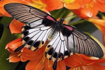 The Great MormÃ³n - Asia