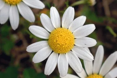 Flores