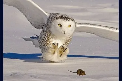 BÃºho Nival cazando