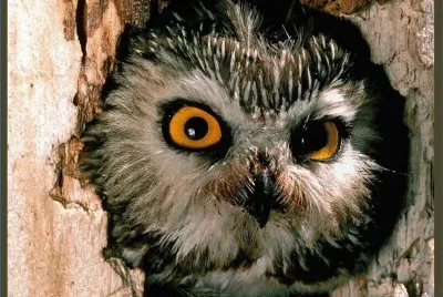 BÃºho Pennsylvania