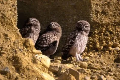 TrÃ­o de mochuelos