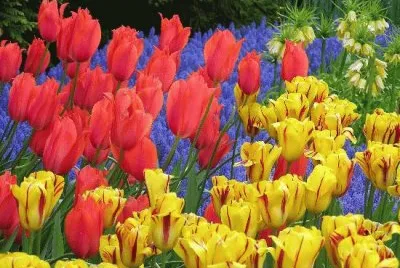 TULIPANES