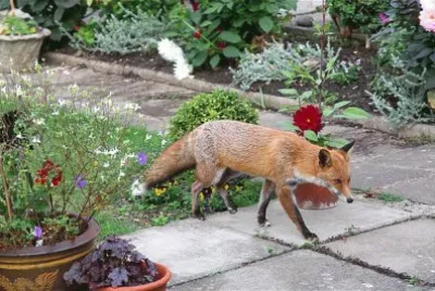 Zorrito en casa jigsaw puzzle