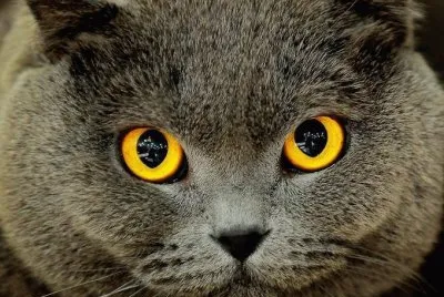gato