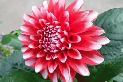 flor