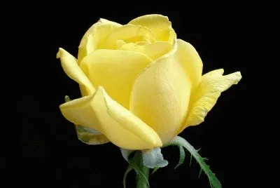 פאזל של ROSA AMARILLA