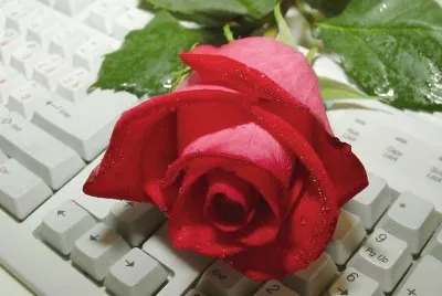 פאזל של ROSA