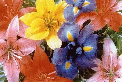 FLORES