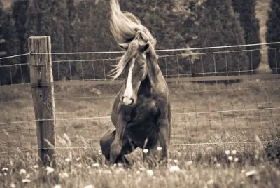 caballo