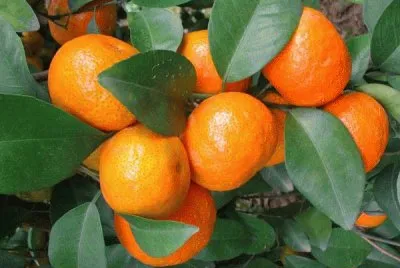 frutas