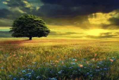 paisagem