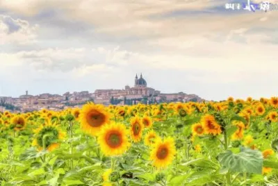 girasoli 2 jigsaw puzzle