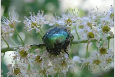Natureza