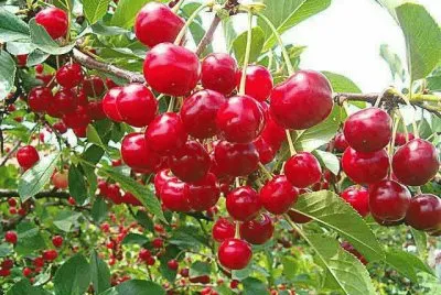 Imagenes jigsaw puzzle