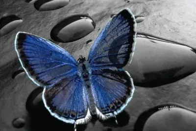 Imagenes jigsaw puzzle