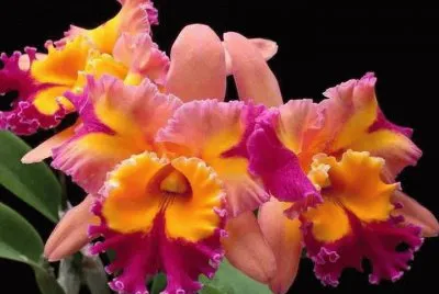 Imagenes jigsaw puzzle