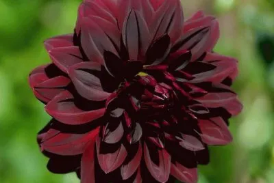 â™¥