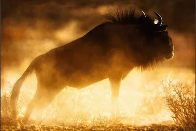 toro