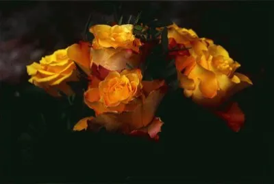 â™¥