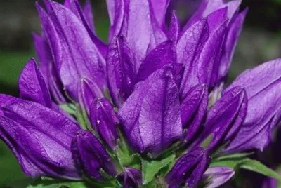 Purple Campanula Bellflowers