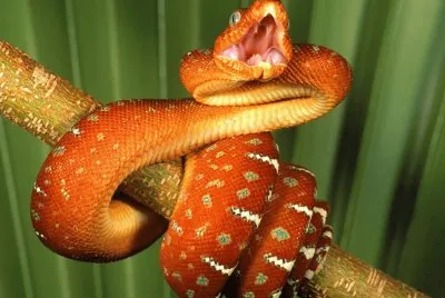 serpiente 1