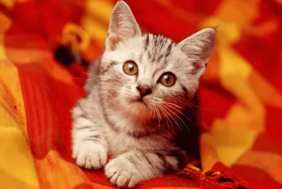 gatito dorado