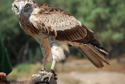 Ãguila culebrera europea