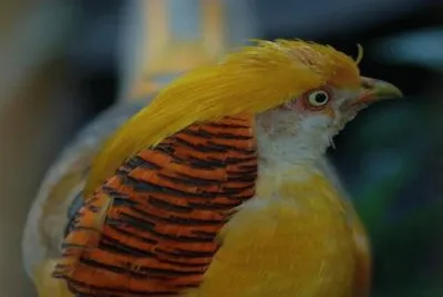 FaisÃ¡n dorado - Asia