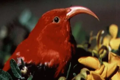 IÊ»iwiÂ (Vestiaria coccinea) - Hawai