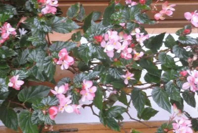 Jardin 4
