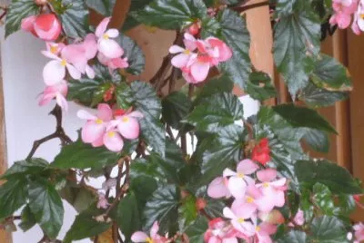 Jardin 5