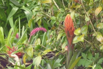 Jardin 8