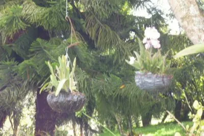 Jardin 9