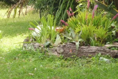 Jardin 11