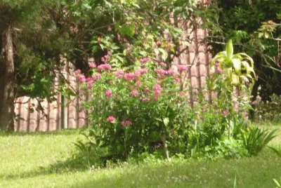 Jardin 12