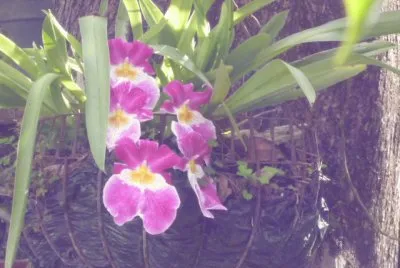 Jardin 21