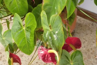 Jardin 27