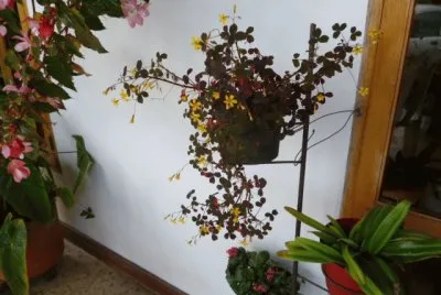 Jardin 28
