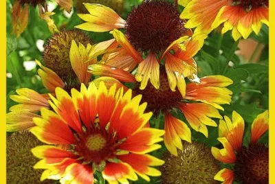Flors